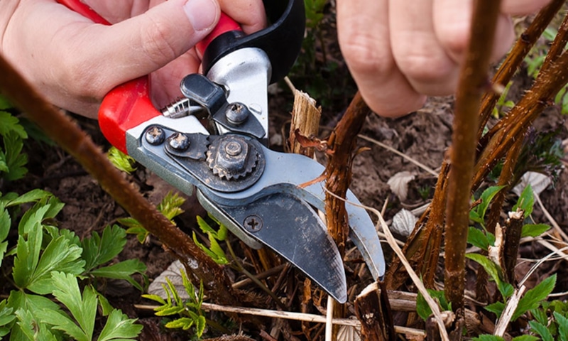 Сочная малина: сила обрезки Сочная малина: сила обрезки