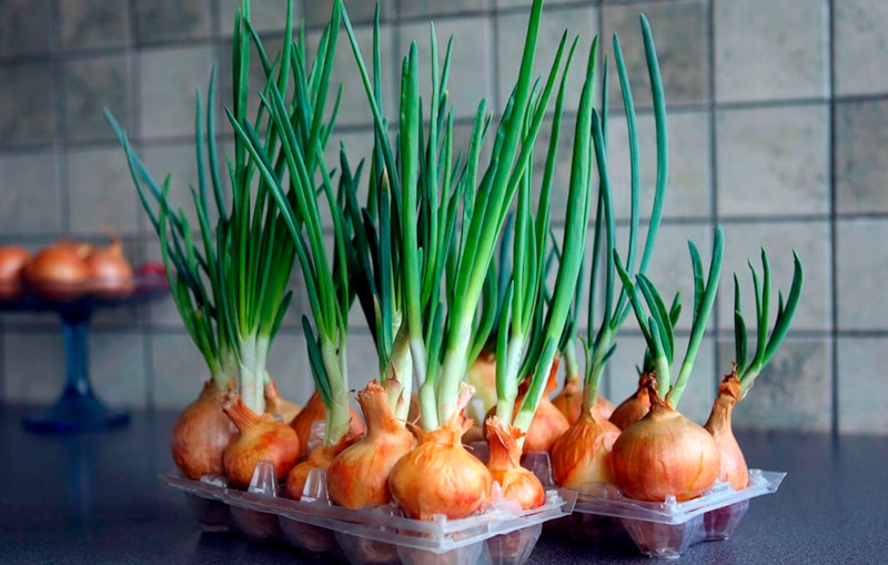 Зимний лук: грядка в лотке