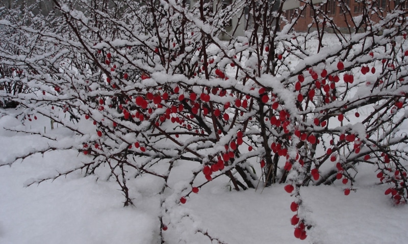 Осенняя забота о барбарисе: крепкий сезон