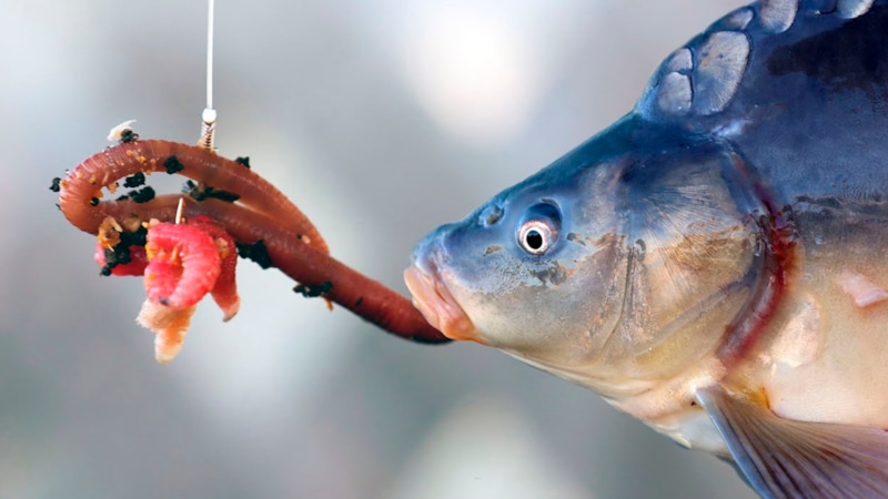 Осенние насадки на карпа: рабочий выбор