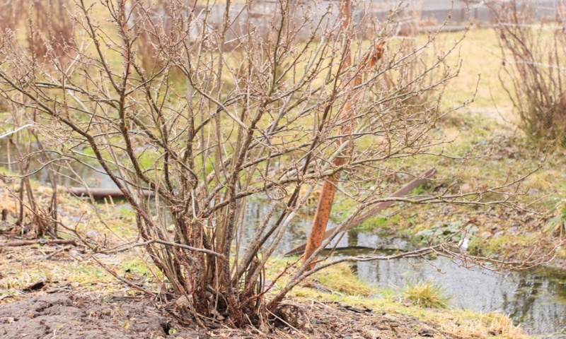 Осенний уход за смородиной: подготовка кустов к зиме