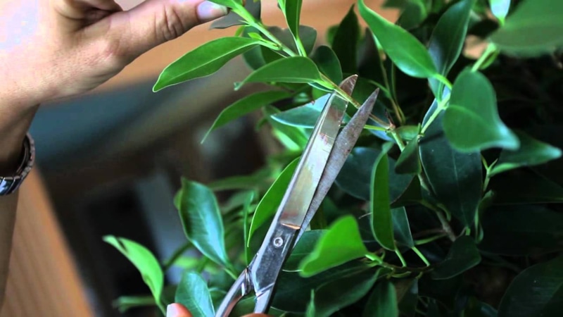 Аккуратная обрезка комнатного цветка: формирование здорового куста