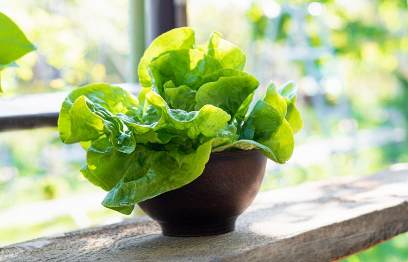 Зимний салат: сочные листья дома