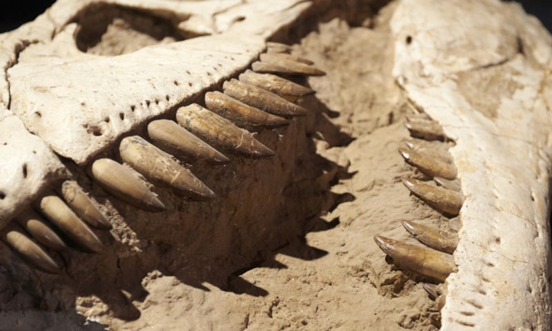 Нанотираннус: новый хищник мезозоя Нанотираннус: новый хищник мезозоя