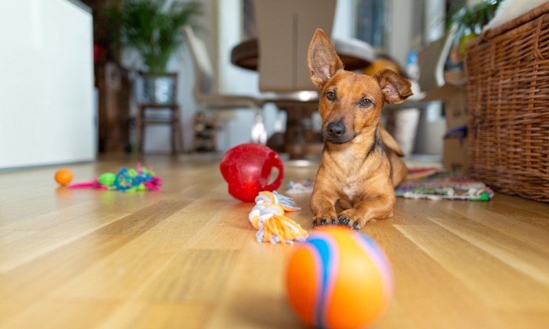Собачья привязанность: сила любимой игрушки
