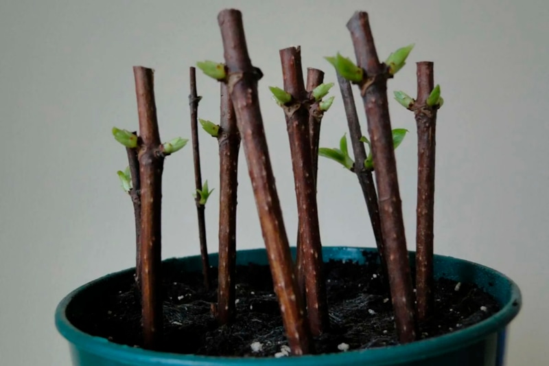 Старые черенки: простые методы укоренения