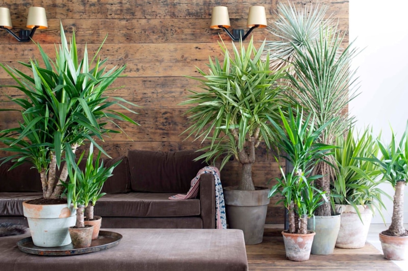 Домашние «пальмы»: простой путь к экзотике Домашние «пальмы»: простой путь к экзотике