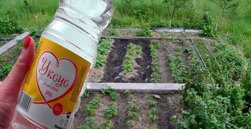 Уксус в огороде: простые хитрости