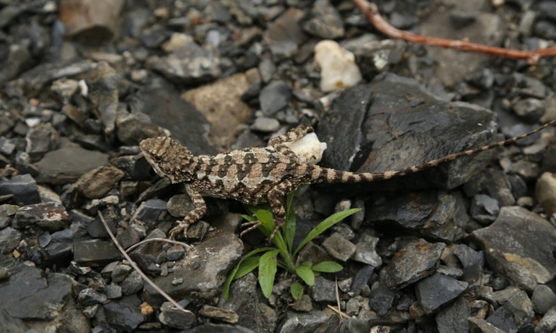 Ящерица с пшеничным языком: открытие в горах