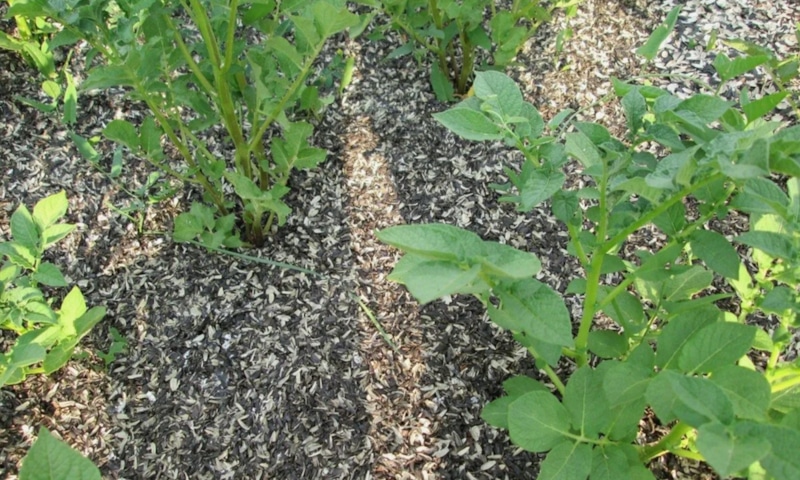 Шелуха семечек: польза для сада