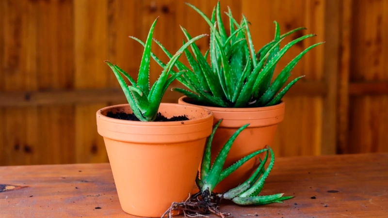 Размножение алоэ: домашний уход