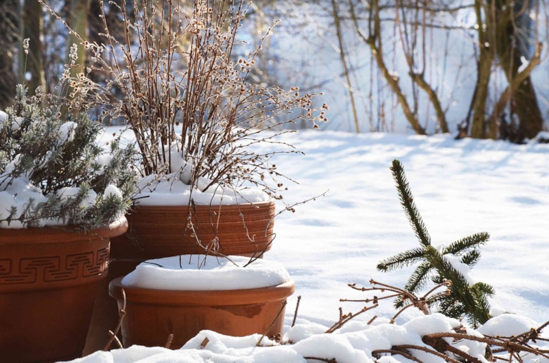 Декабрьский сад: важные работы