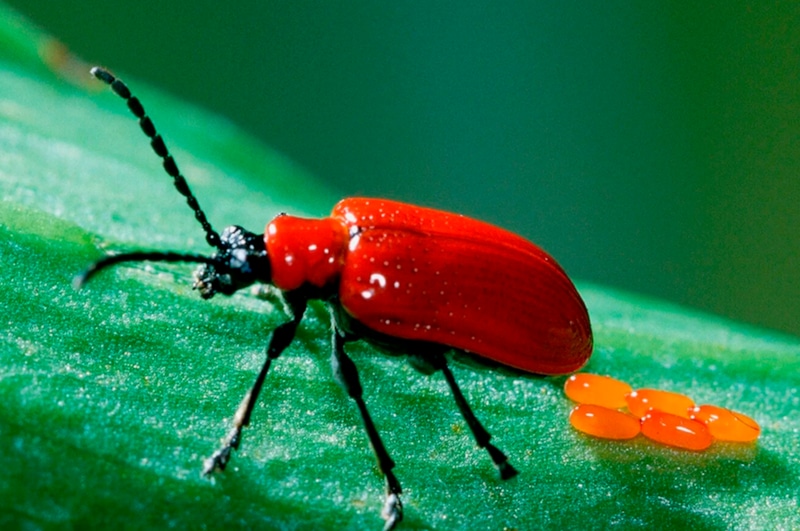 Вредители сада: опасные насекомые