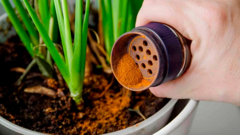 Корица для цветов: домашняя подкормка