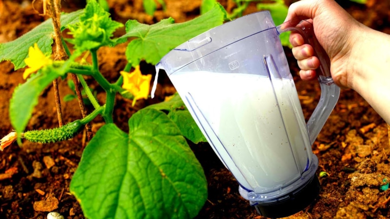 Осенняя почва в саду: домашний раствор Осенняя почва в саду: домашний раствор