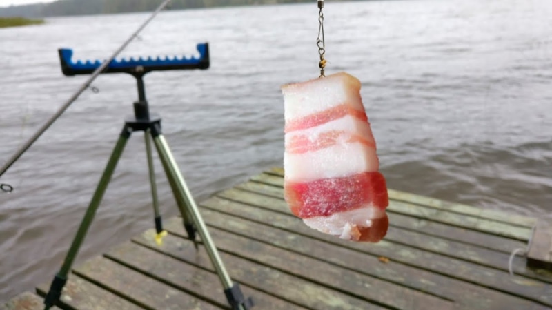 Рыбалка зимой: сало как наживка Рыбалка зимой: сало как наживка