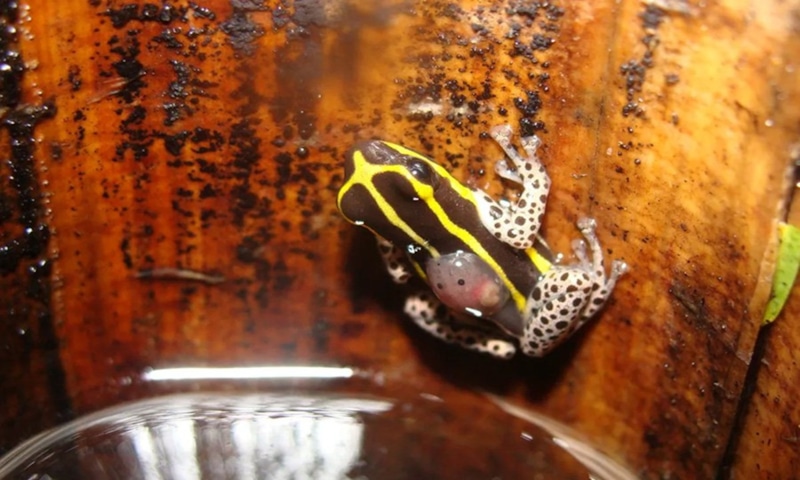 Яркая лягушка: бамбуковые джунгли