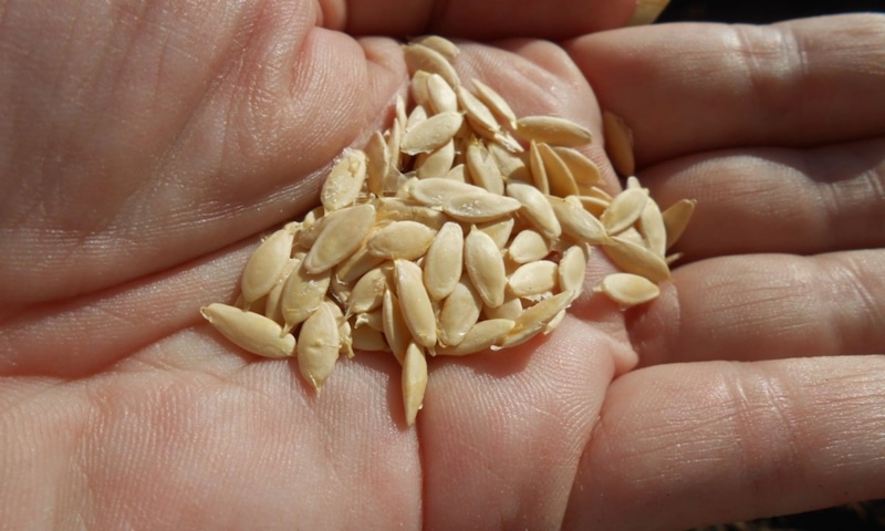 Хранение семян: холод и сухость Хранение семян: холод и сухость