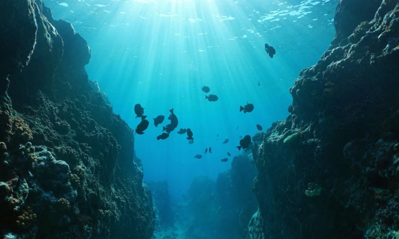 Подводные корки: металлы будущего