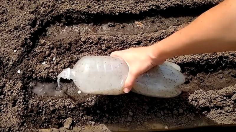 Посев моркови: бутылка и кисель