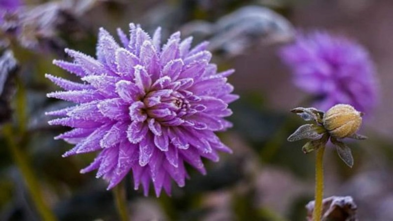 Осенняя подготовка георгин: хранение клубней