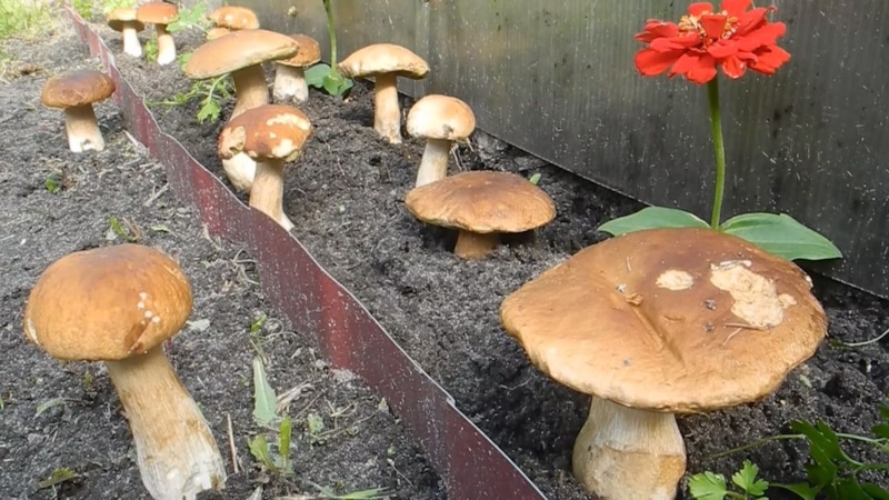 Лесные грибы: переселение на участок