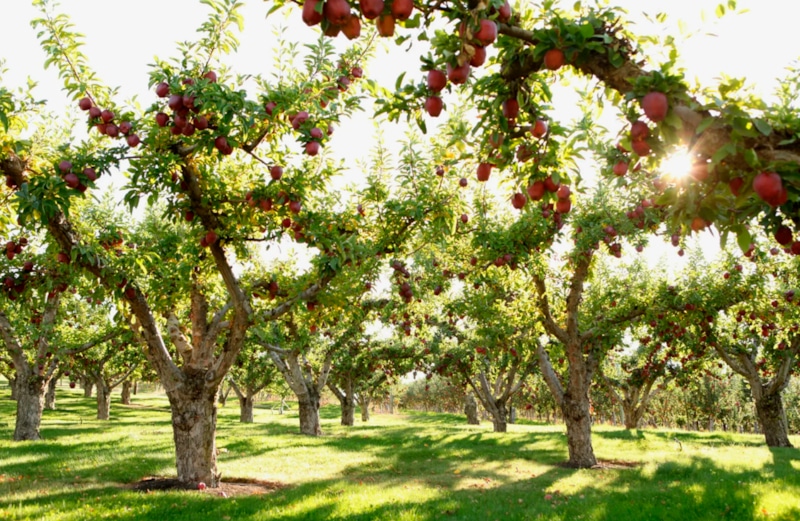 Подкормка сада: сила для урожая