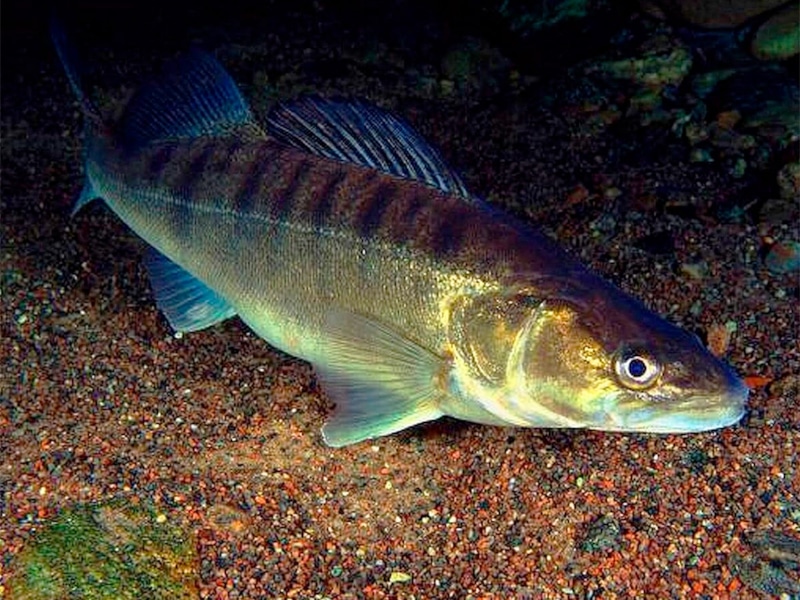 Судак осенью: ночная охота у дна