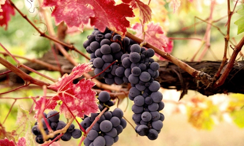 Укрытие винограда: защита от морозов