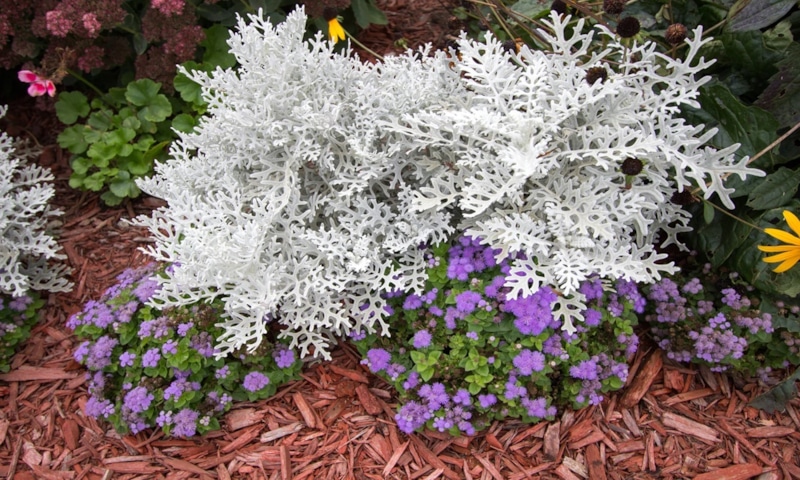 Цинерария осенью: серебро сада Цинерария осенью: серебро сада
