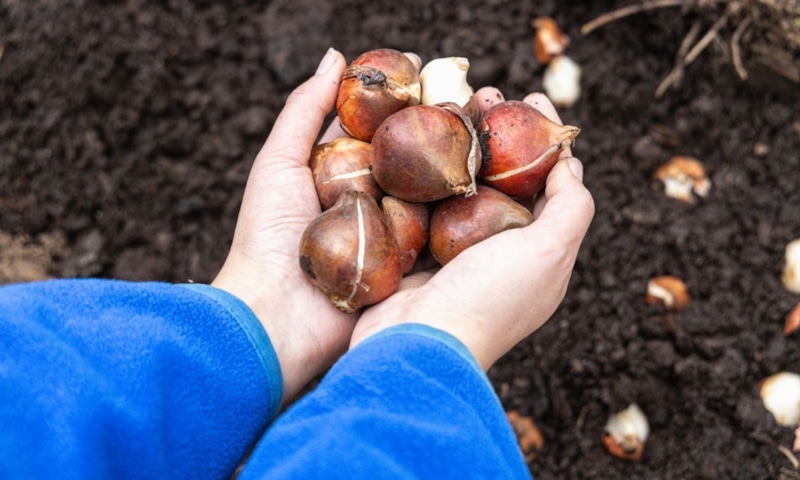 Осенняя посадка тюльпанов: шаги к весне