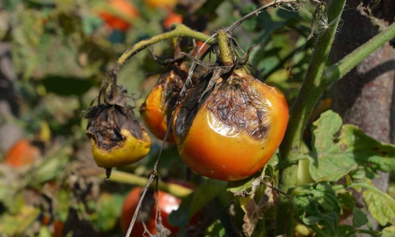 Фитофтора уйдет: как очистить почву осенью