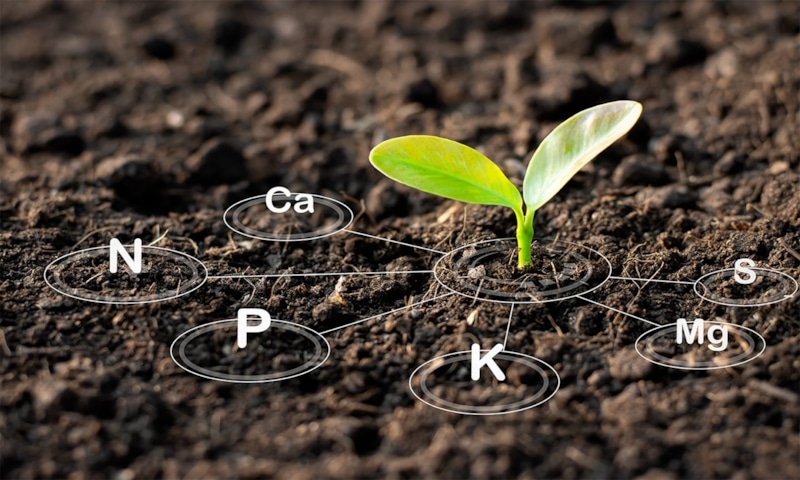 Калий для растений: сила и защита