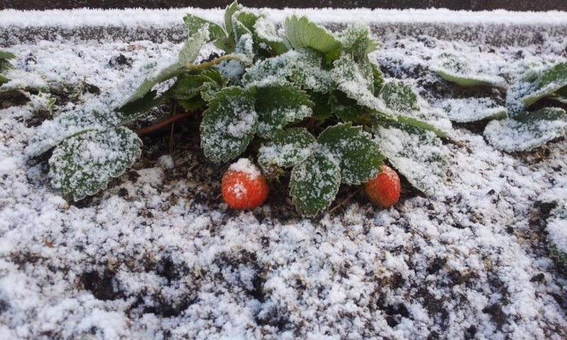 Зимнее укрытие: клубника под защитой