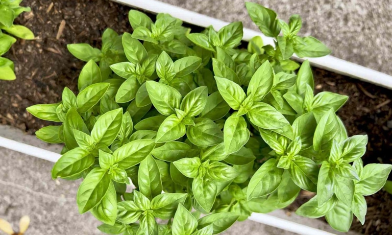 Базилик под зиму: сила холода