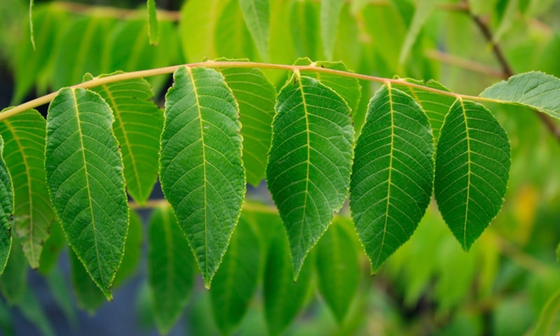 Ореховая листва: польза вместо вреда