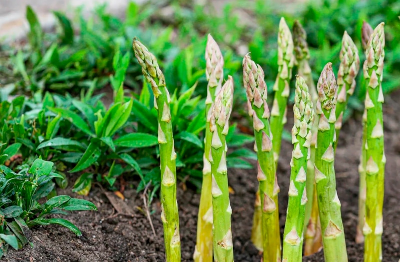 Овощи без хлопот: легкая экзотика