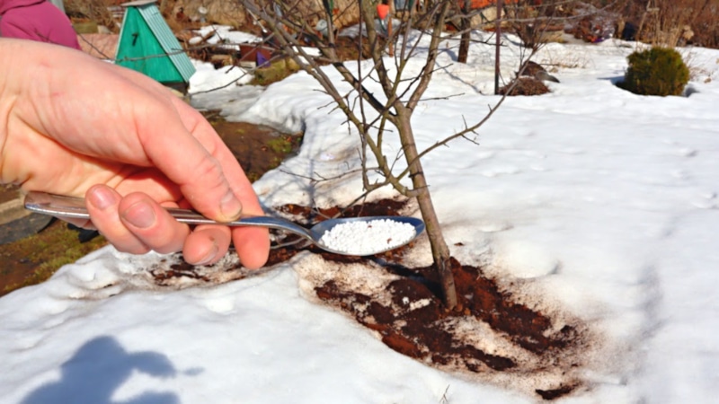 Кальций по снегу: зимняя подкормка почвы