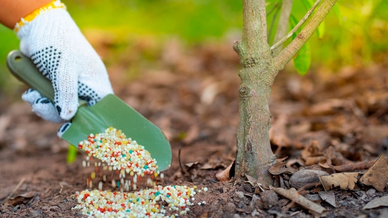 Осенняя подкормка сада: правила и удобрения