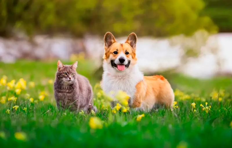 Огород без вреда: защита от животных