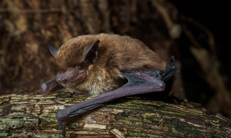 Новый вид: летучая мышь с Биоко Новый вид: летучая мышь с Биоко