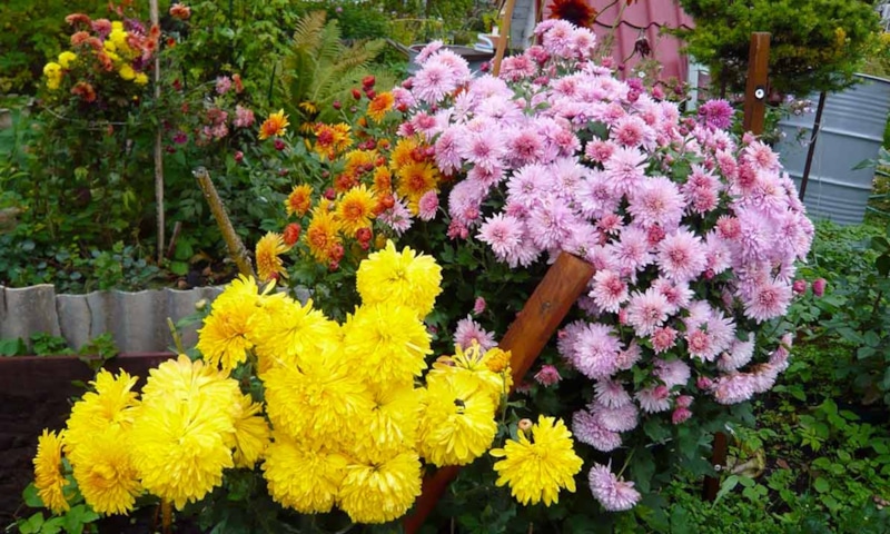 Весенний уход: путь к цветению