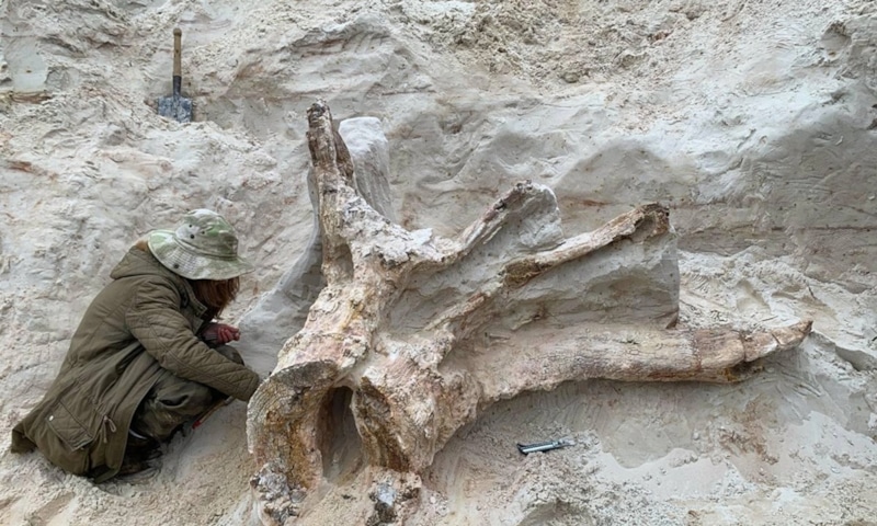 Окаменевший пень: след девона