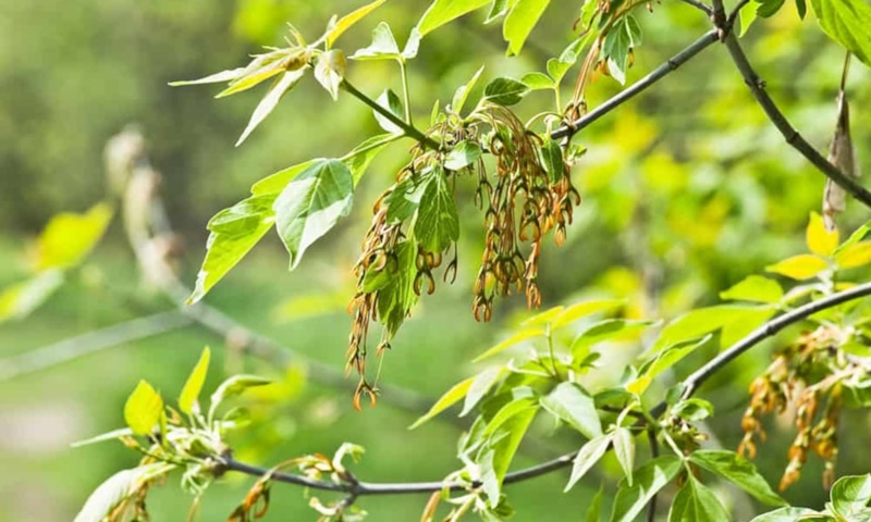 Опасные деревья: угрозы для сада