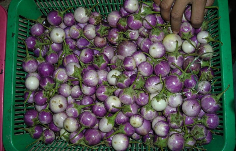 Тайский баклажан: восточный акцент на грядке Тайский баклажан: восточный акцент на грядке