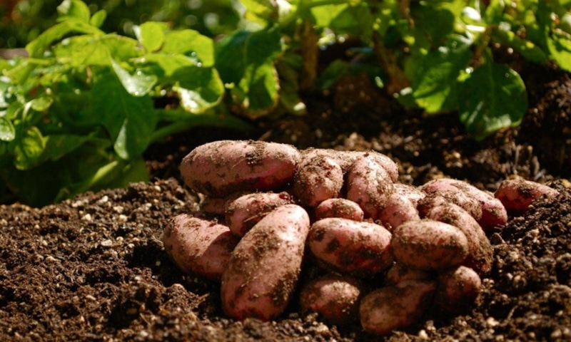 Картофельные грядки: двойные ряды и жмых