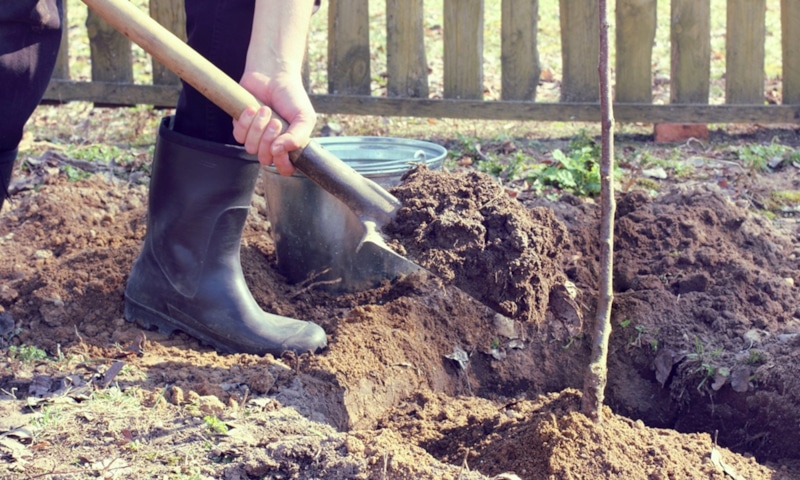 Осенняя посадка: шанс ноября