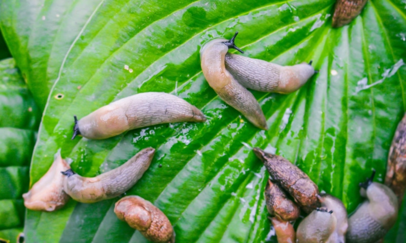 Борьба со слизнями: метод без химии