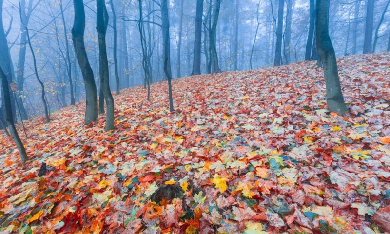 Листопад с Дальнего Востока: сила природы