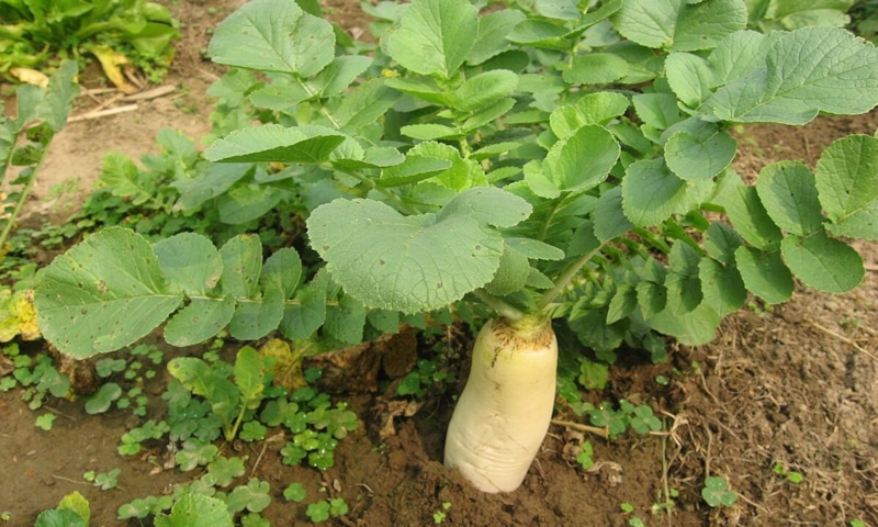 Бесполезные культуры: зря заняли грядку